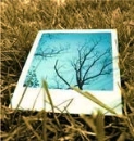 photograph tree
