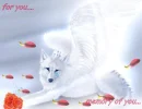 Wolf in love