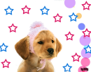 cutie puppy