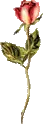 beauiful rose