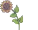 dancing sunflower