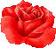 red rose 