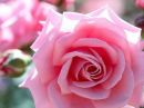 Roses and gift