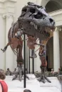 dinosaurs skeleton