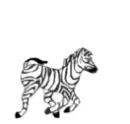 zebra