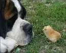 Saint Bernard
