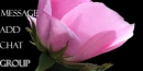 pink flower