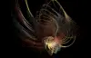 Fractal-9