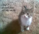 I dranked all the milk