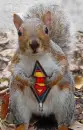 Super..... Squirrel?   