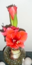 Red Amaryllis