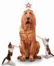 xmas dog with cats