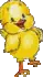 duckling