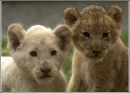 lions