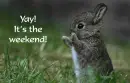 Bunny weekend