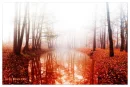 crystal.river