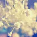 white.flowers