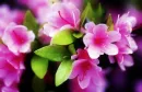 Pink flowers