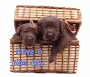 Nice Day~Puppies