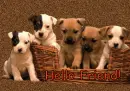 Hello Friend