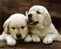 puppies