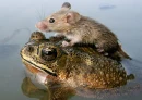 Mouse and Frog