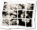 Trees and photographs