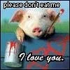 Pig