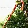Candy Cane