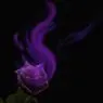 puple rose,