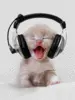 cute cat
