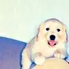 puppy