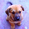 puppy
