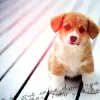 puppy