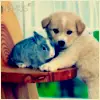 puppy