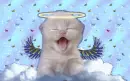 AngelCat