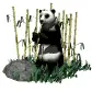 PANDA BEAR