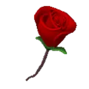 happy valentines day rose