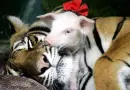 Sleepin' With Pig
