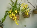 dancing orchid 