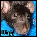 Winking Rat