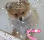 cute puppy 