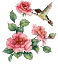 humingbird and roses