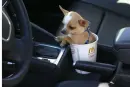 cute dog