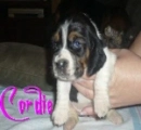 Basset Pup Cordie