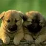 love and lover