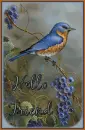 Hello Friend~Bird