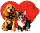 dog and cat