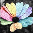 Colorful Flower