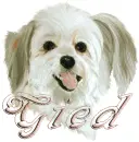 gied